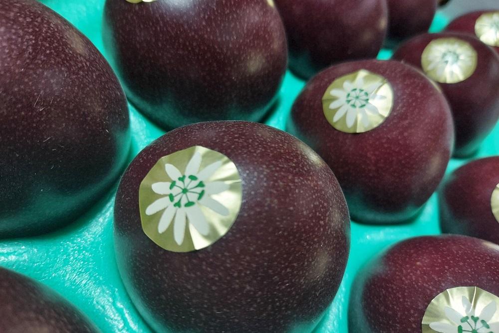 【2026年発送分 先行受付】パッションフルーツ 化粧箱12個入り(L玉)×4箱【たけはら農園】