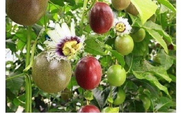 【2026年発送 先行受付】パッションフルーツ 化粧箱12個入り×1箱【武富農園】