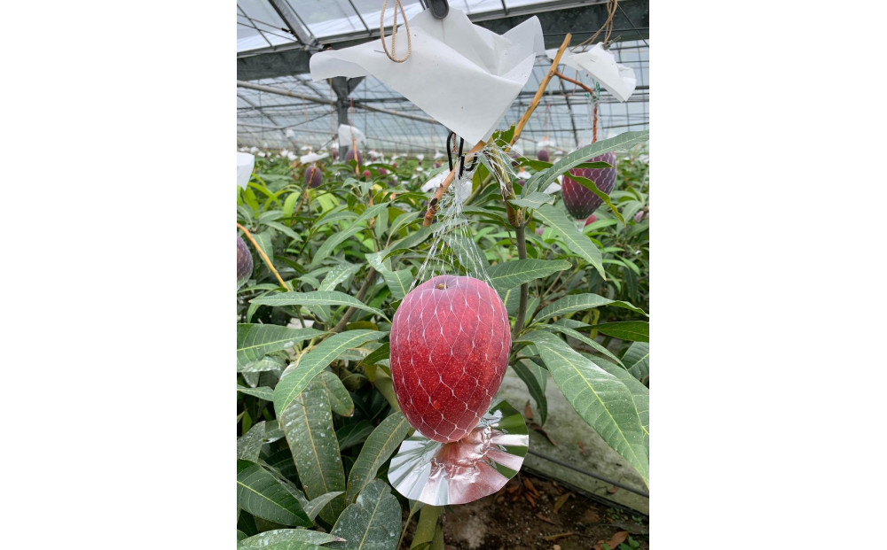 【2026年 先行予約】奄美完熟マンゴー 化粧箱 約1kg(2～3玉入り) 農家直送！