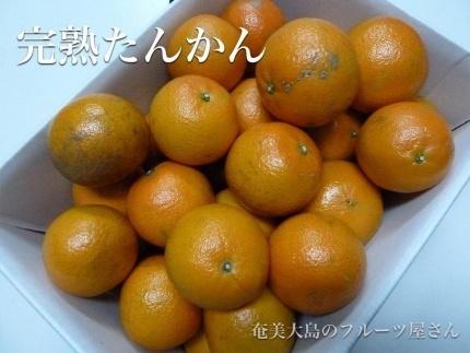 【2026年2月以降発送】訳あり 奄美たんかん 家庭用10kg＜数量限定／先行予約＞
