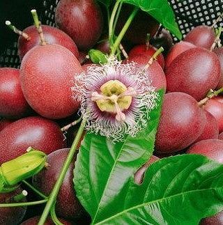 【先行受付】奄美大島産 パッションフルーツ 約1.2kg（化粧箱12個入り×1箱）＜ながむら農園＞