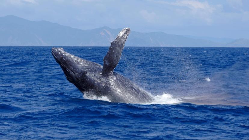 奄美大島　ゆったり見れるホエールウォッチング(6時間）