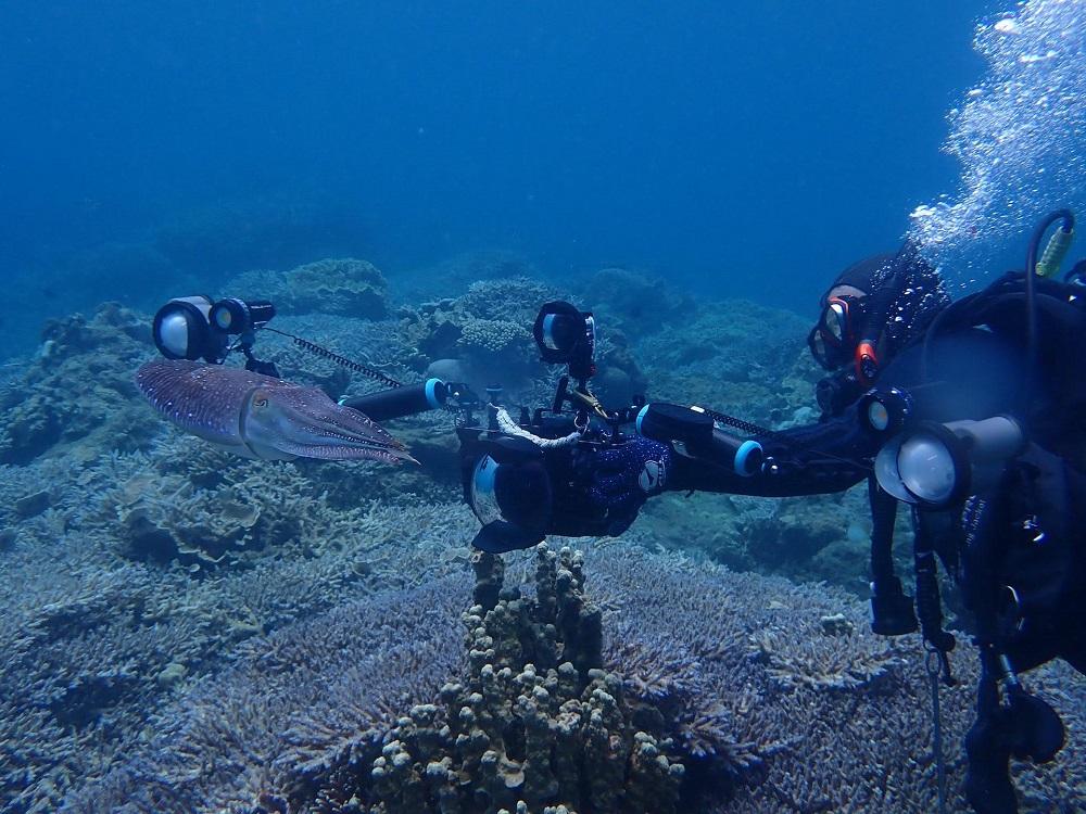 透明度抜群！　奄美大島でボートダイビング（２ボート）