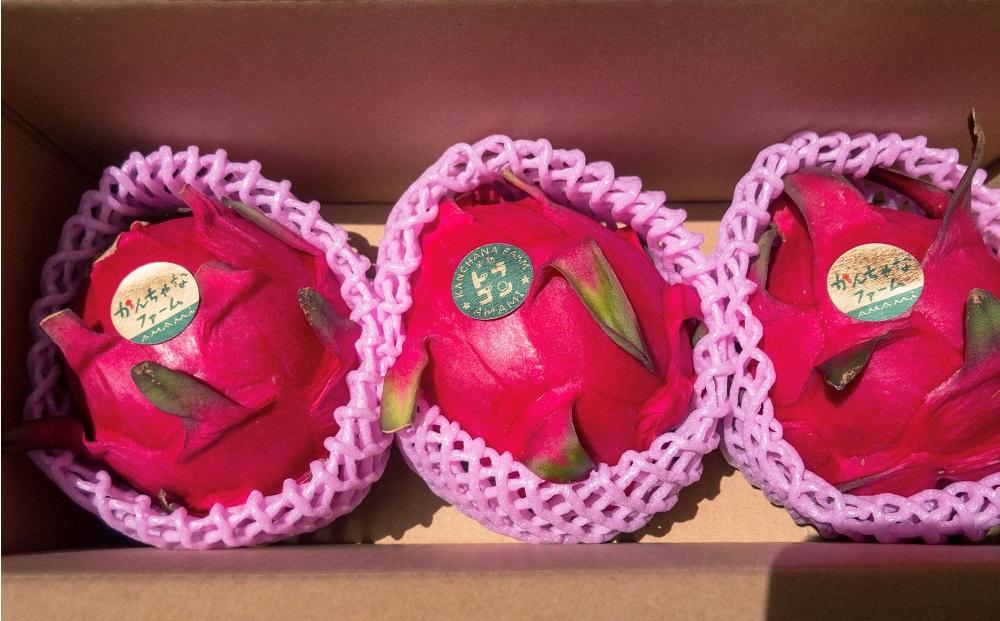 奄美産 食べごろ樹上完熟『赤蜜ドラゴンフルーツ』約1kg（2〜4玉）【先行予約 7月〜10月発送】