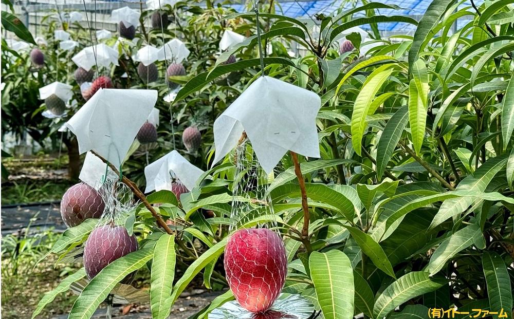 【2026年先行予約】奄美 加計呂麻島 完熟マンゴー 家庭用 約1kg（2～3玉入り）化粧箱