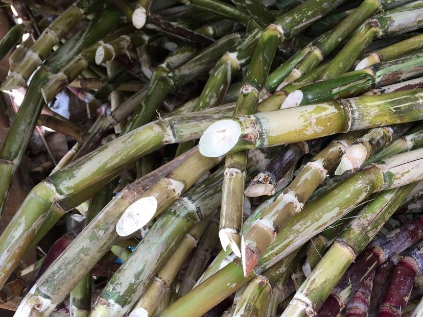 【ポストにお届け】『純黒糖』＜自然栽培＞奄美 加計呂麻島（130g×3袋）