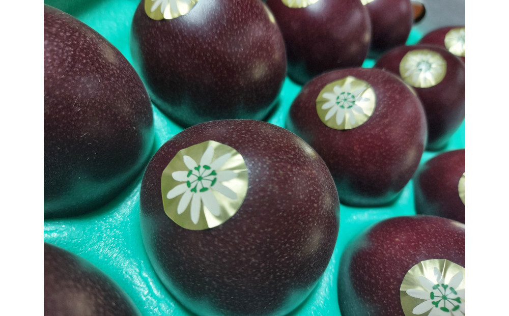 【2026年発送分 先行受付】パッションフルーツ 化粧箱15個入り(Ｍ玉)×3箱【たけはら農園】