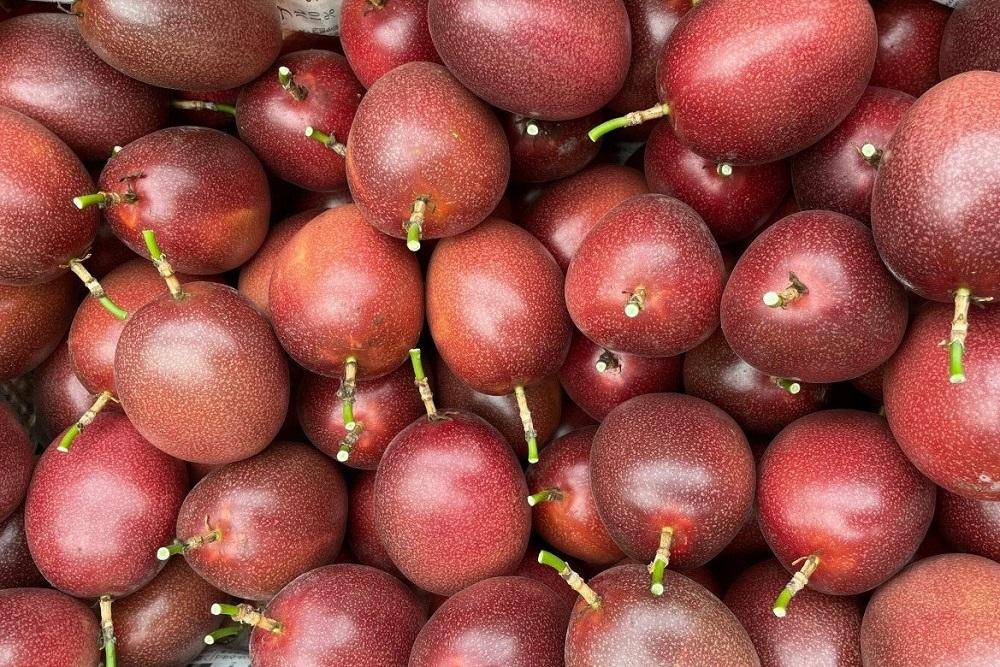 【2026年発送 先行受付】パッションフルーツ バラ詰め 約2kg【武富農園】