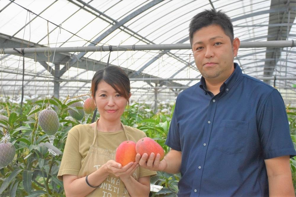 【2026年 先行予約】奄美完熟マンゴー 化粧箱 約1kg(2～3玉入り) 農家直送！