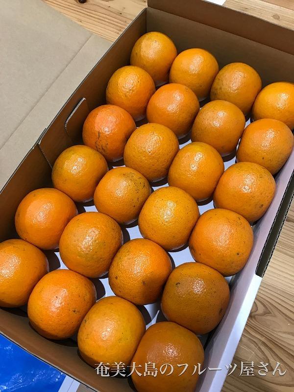 【2026年2月以降発送】奄美たんかん 約3kg化粧箱＜数量限定／先行予約＞