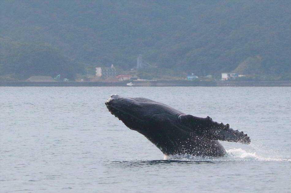 奄美大島　ゆったり見れるホエールウォッチング(6時間）