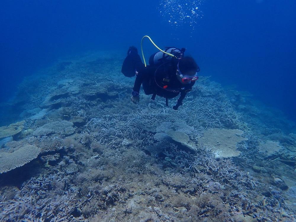 透明度抜群！　奄美大島でボートダイビング（１ボート）