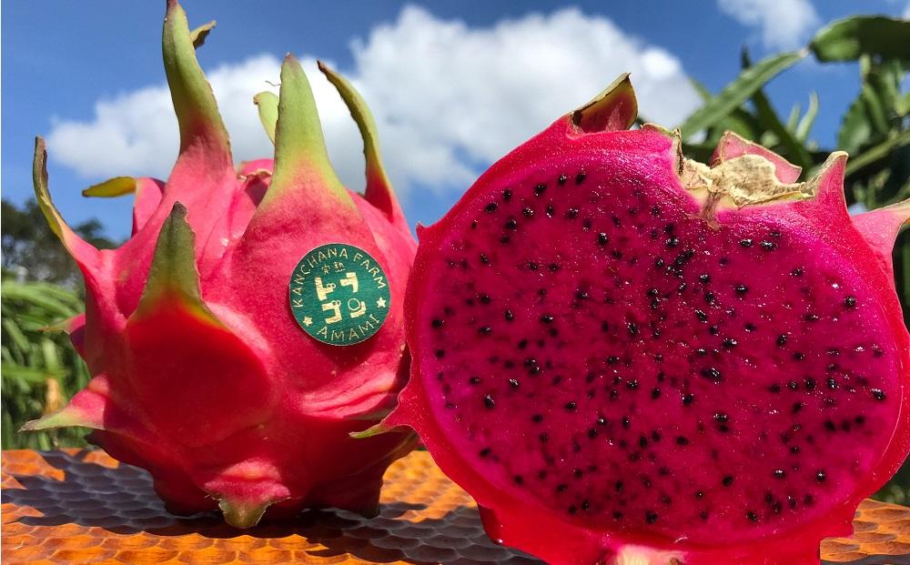 奄美産 食べごろ樹上完熟『赤蜜ドラゴンフルーツ』約1kg（2〜4玉）【先行予約 7月〜10月発送】