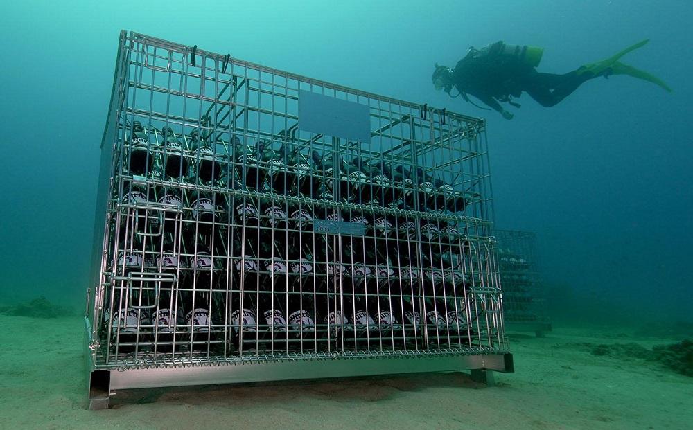 tlass SEA CELLAR -2024 1st Edition- 海底熟成白ワイン 750ml×1本