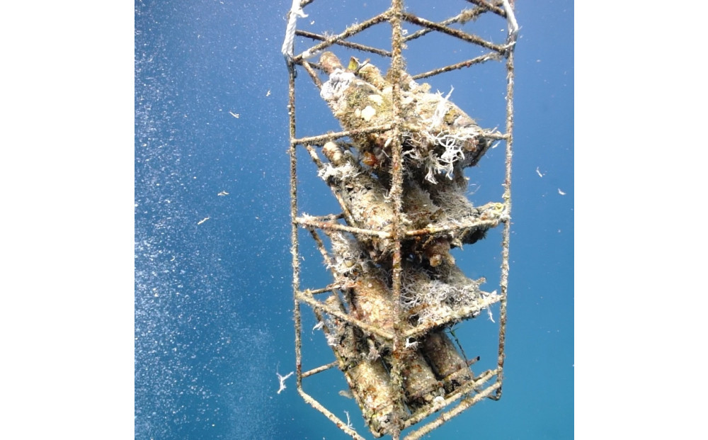 tlass SEA CELLAR -2024 1st Edition- 海底熟成前後飲み比べスパークリング 750ml×2本