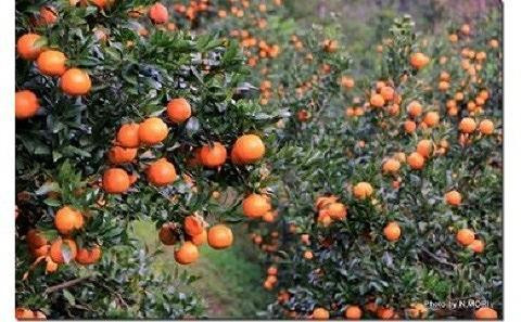 【2026年発送 先行予約】武富農園の奄美たんかん 約6kg（3kg×2箱）