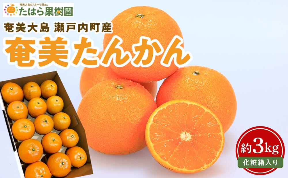 【2026年2月以降発送】奄美たんかん 約3kg化粧箱＜数量限定／先行予約＞