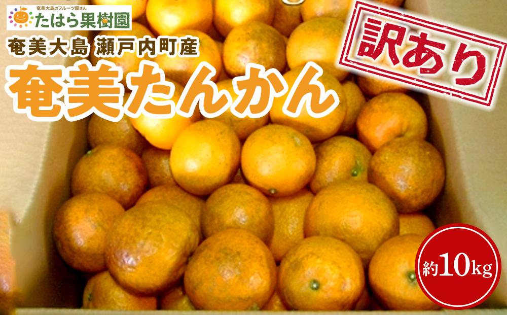 【2026年2月以降発送】訳あり 奄美たんかん 家庭用10kg＜数量限定／先行予約＞