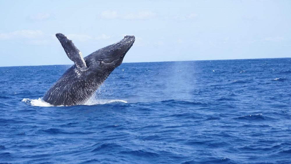 奄美大島　ゆったり見れるホエールウォッチング(6時間）