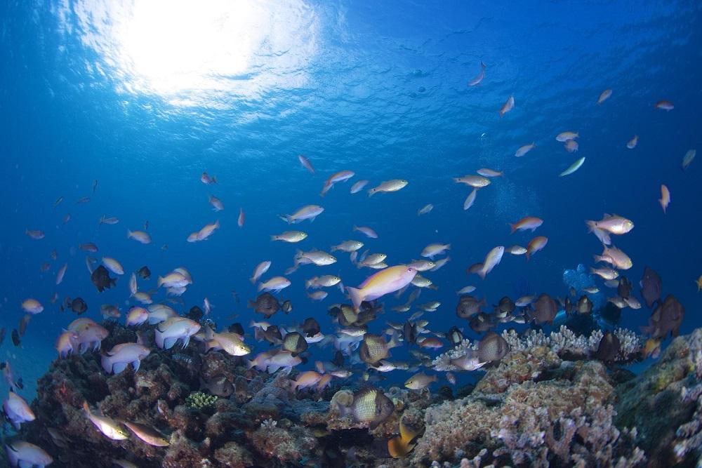 透明度抜群！　奄美大島でボートダイビング（１ボート）