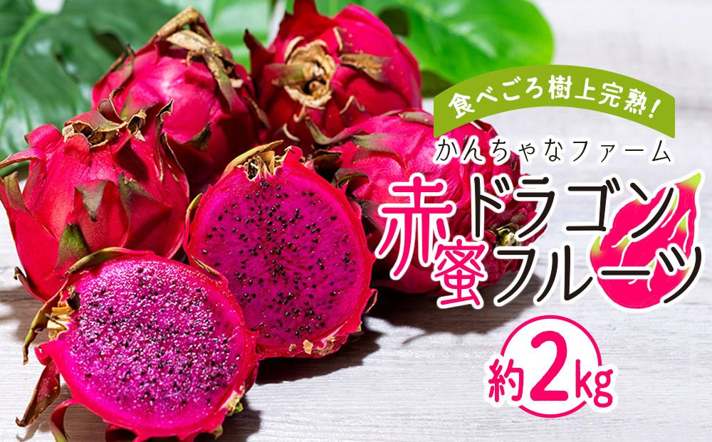 奄美産 食べごろ樹上完熟『赤蜜ドラゴンフルーツ』約2kg（4〜8玉）【先行予約　7月~10月発送】