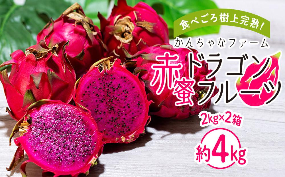 奄美産 食べごろ樹上完熟『赤蜜ドラゴンフルーツ』2kg×2箱セット【先行予約　7月~10月発送】