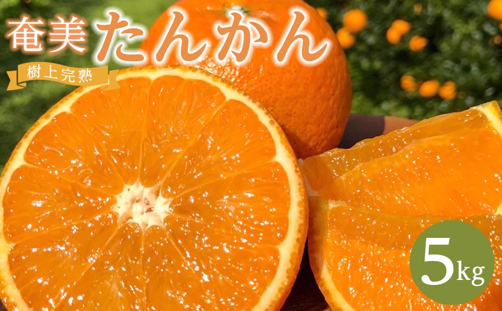 奄美大島産 食べごろ樹上完熟『奄美たんかん』5kg ご家庭用  2026年2月上旬より発送