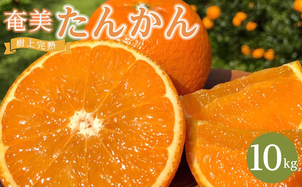 奄美大島産 食べごろ樹上完熟『奄美たんかん』10kg ご家庭用  2026年2月上旬より発送