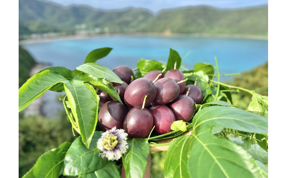 【2026年発送】《皇室献上品のパッションフルーツ》奄美大島瀬戸内町産　大玉12個入り／約1kg／希少な南国フルーツ／農園オリジナル化粧箱入り