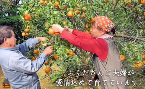 《今が旬！》ねぇ美味しいよ。徳之島 ふくだ果樹園さんのたんかん（10kg）( タンカン フルーツ みかん 果物 柑橘 福田果樹園 徳之島 奄美 鹿児島 世界自然遺産 先行予約 )