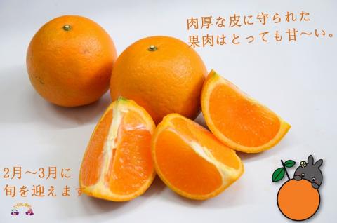 《まもなく旬！》～アマミノクロウサギと共生を目指す農家さんの徳之島産たんかん3kg ( たんかん 柑橘 フルーツ 果物 徳之島 鹿児島 奄美 フレッシュ ビタミン 美味しい オススメ 人気 自然保護 )