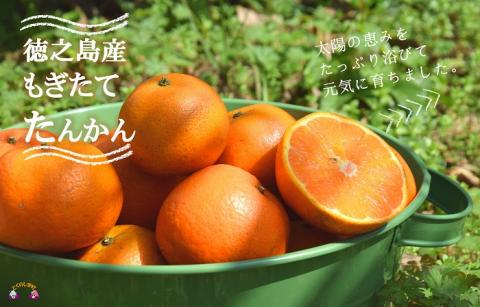 《まもなく旬！》島の農家さん直送便！徳之島産もぎたてたんかん（5キロ） ( タンカン フルーツ みかん 果物 柑橘 甘い 徳之島 奄美 鹿児島 もぎたて フレッシュ 世界自然遺産 フルーツアイランド 先行予約 )