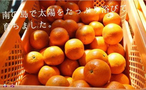 【家庭用】徳之島直島果樹園さんの家庭用たんかん5kg