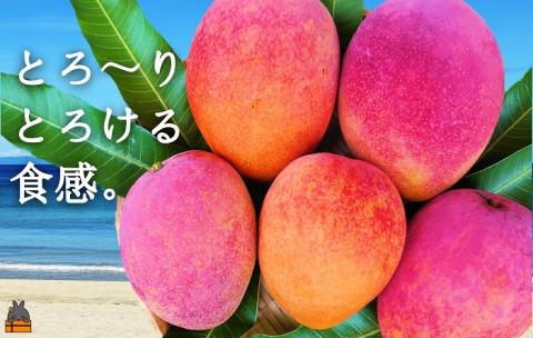 ≪2026年夏お届け！≫てぃだ（太陽）を浴びて育った徳之島産完熟マンゴー（1kg）( 先行予約 2026年 夏 マンゴー フルーツ 果物 完熟 無加温 徳之島 世界自然遺産 美味しい とろける 旬 贅沢 糖度 南の島 )