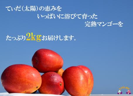 《先行予約》【家庭用】徳之島センチュリー果樹園さんの完熟マンゴー2kg ( マンゴー フルーツ わけあり 訳あり 訳有 果物 完熟 無加温 徳之島 世界自然遺産 美味しい とろける 旬 贅沢 糖度 南の島 )