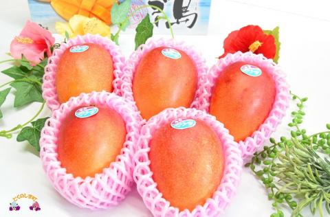 《先行予約》徳之島センチュリー果樹園さんの完熟マンゴー（２㎏） ( マンゴー フルーツ 果物 完熟 無加温 徳之島 世界自然遺産 美味しい とろける 旬 贅沢 糖度 南の島 )