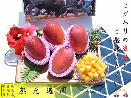 《今が旬！》～熊元造園こだわりの逸品～濃厚完熟マンゴー（2kg）