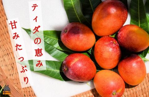 ≪今が旬！≫ティダ（太陽）の恵み！徳之島産完熟ミニマンゴー（1ｋｇ）