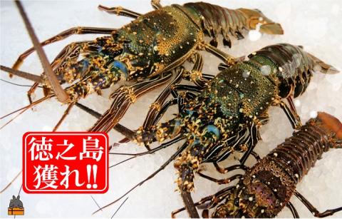新鮮なまますぐ冷凍!!徳之島産冷凍伊勢海老2kg（3尾～5尾） （ 伊勢えび イセエビ 伊勢えび 伊勢エビ えび エビ 海老 鍋 ご馳走 海の幸 料理 焼き 人気 海産物 家族 正月 お祝い ）