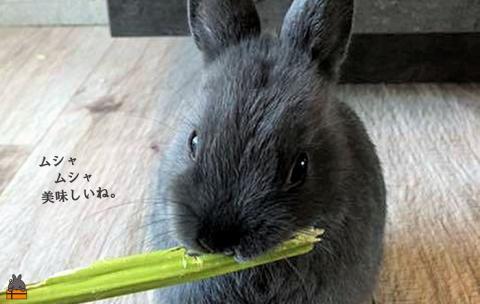 ～徳之島産乾燥青パパイヤの茎～うさぎのおやつ（2袋）( ペットフード うさぎ ウサギ パパイヤ おやつ ペット 徳之島 鹿児島 安心 安全 乾燥 世界自然遺産 アマミノクロウサギ レターパックライト）