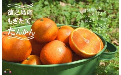 《2026年2月～3月配送！》島の農家さん直送便！徳之島産もぎたてたんかん（3キロ） ( タンカン フルーツ みかん 果物 柑橘 甘い 徳之島 奄美 鹿児島 もぎたて フレッシュ 世界自然遺産 フルーツアイランド 先行予約 )