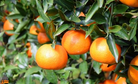 《今が旬！》徳之島産たんかんを心から愛している。ぜんた農園さんのたんかん（3kg） ( タンカン フルーツ みかん 果物 善田 柑橘 徳之島 奄美 鹿児島 世界自然遺産 先行予約 )