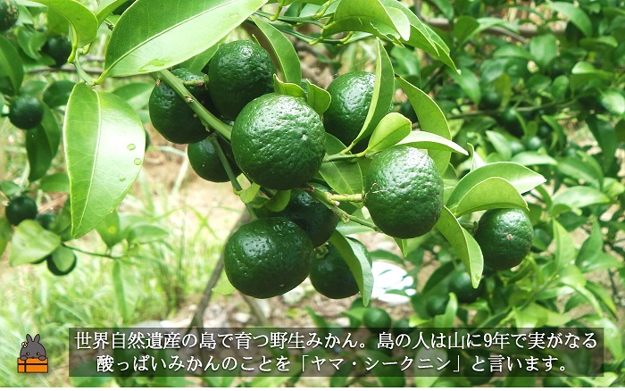 ～野生の島みかんの味～徳之島のヤマ・シークニン果汁（70ml×2本） ( 調味料 柑橘 果物 薬味 果汁 ドレッシング ドリンク ジュース ヤマシークニン 野生みかん 奄美 鹿児島 鍋 焼き魚 料理 お酒 焼酎 酸味 ダイキチ食品 )