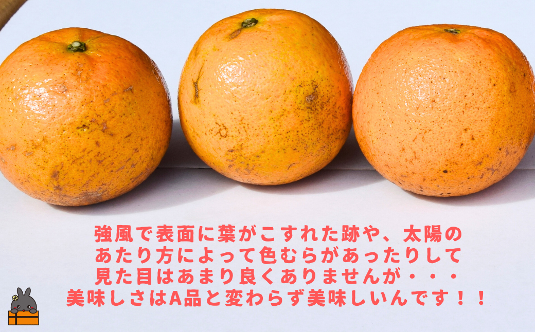 《先行予約》（家庭用）見た目は△！でも味は◎！徳之島産“もぎたて”たんかん（10kg） （ 訳あり 訳有 わけあり ワケ有 タンカン フルーツ みかん 果物 柑橘 甘い 徳之島 奄美 鹿児島 もぎたて フレッシュ 世界自然遺産 フルーツアイランド 先行予約）