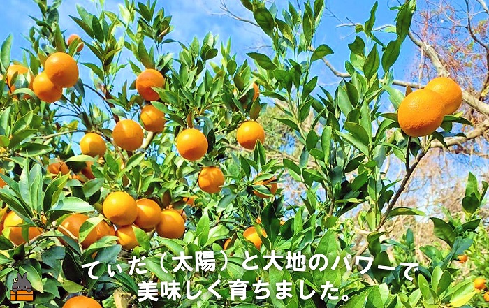 《まもなく旬！》～世界自然遺産の島から～朝川果樹園さんのたんかん（10kg）　( タンカン フルーツ みかん 果物 柑橘 甘い 徳之島 奄美 鹿児島 もぎたて フレッシュ 世界自然遺産 フルーツアイランド 先行予約 )