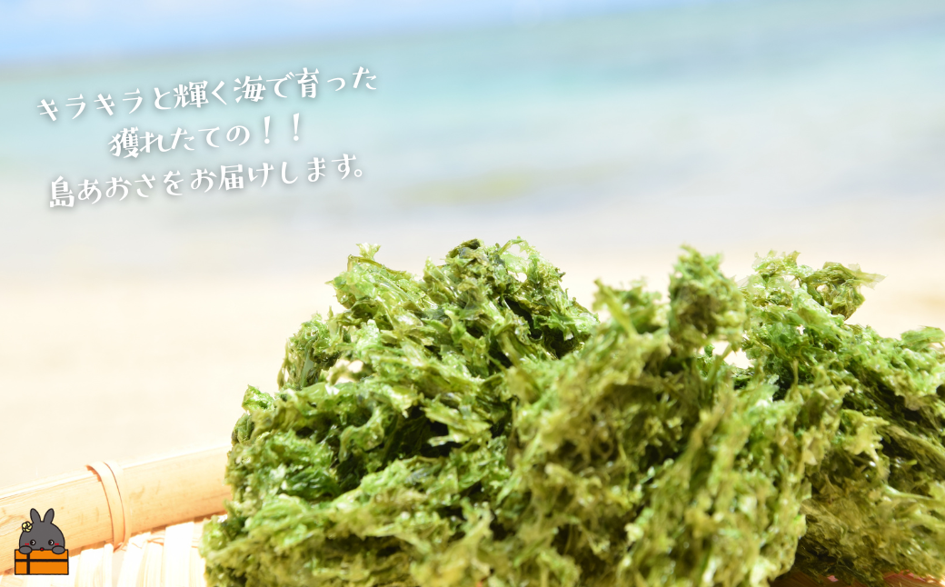  【2026年とれたて！】煌きの海からの恵み！島あおさ（2袋）【ポストイン配送】( アオサ あおさ のり 海苔 乾物 徳之島 奄美 鹿児島 お味噌汁 料理 てんぷら 卵焼き 美味しい 新鮮 )