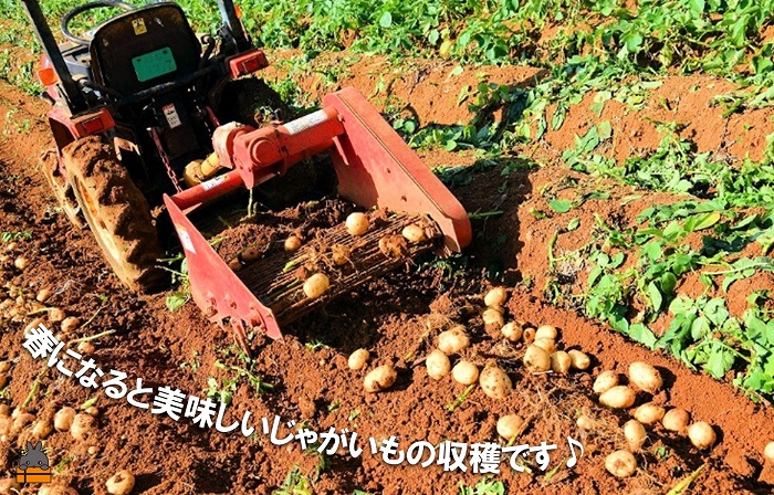 《まもなく旬！》～春しか食べられない 新じゃが～徳之島プレミアムブランド”春一番新じゃがいも”（100kg） ( バレイショ 野菜 旬 春 JA 徳之島 奄美 鹿児島 肉じゃが カレー じゃがバター 美味しい 人気 オススメ JA 大量 )