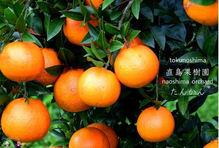 （贈答用）徳之島直島果樹園さんのたんかん１０ｋｇ