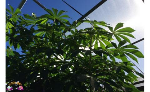 数量限定】貴重な国産キャッサバ芋使用 徳之島の”きゃっポテ”: 徳之島