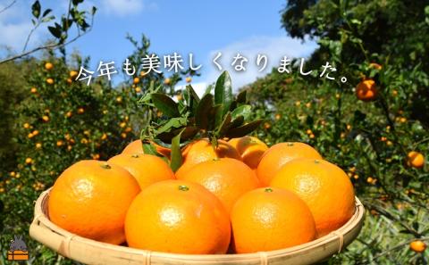 《今が旬！》ねぇ美味しいよ。徳之島 ふくだ果樹園さんのたんかん（5kg）( タンカン フルーツ みかん 果物 柑橘 福田果樹園 徳之島 奄美 鹿児島 世界自然遺産 先行予約 )